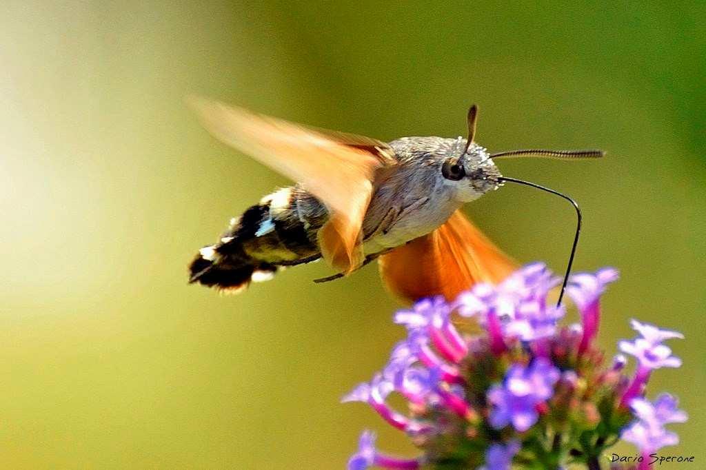 Impollinazione con vettori animali (principalmente