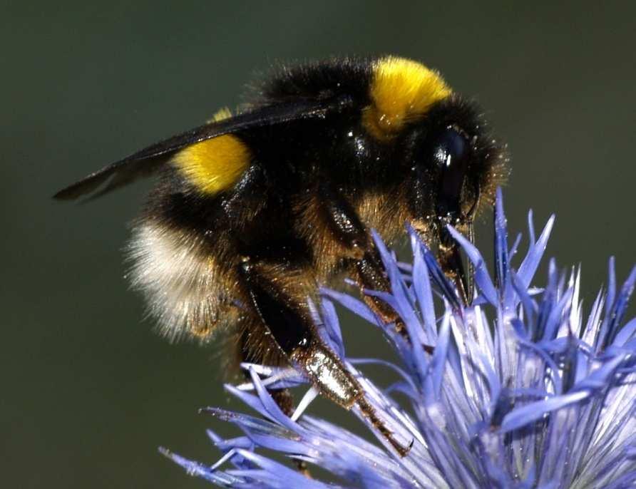 loro animali impollinatori.