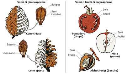 Il frutto: sviluppato dal fiore per la protezione e la diffusione del seme Le Conifere hanno i