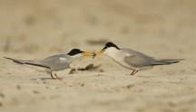 Azioni di tutela dell avifauna delle zone umide Ardeidi coloniali Uccelli delle