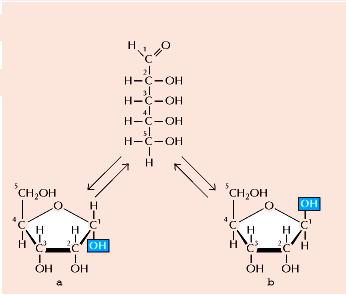 La composizione molecolare delle cellule Carboidrati (C = carbo e H 2 O = idrato ) 2. Pentosi (C 5 H 10 O 5 ) 3.