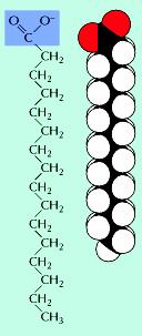 Gli acidi grassi insaturi contengono uno o più doppi legami tra gli atomi di C (oleato); negli acidi grassi saturi (palmitato, stearato), tutti gli atomi di C sono legati