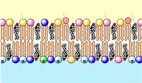 Tre importanti ruoli: (3) segnalazione cellulare come molecole messaggere (convogliano segnali dai recettori della superficie cellulare ai bersagli endocellulari).