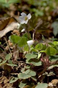 rigorosa Primula (Primula vulgaris