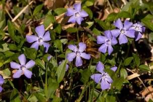 vulgaris) Famiglia Primulaceae
