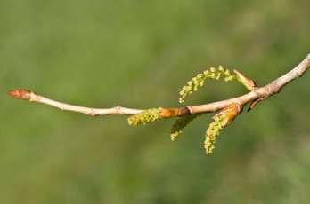 Nocciolo (Corylus avellana