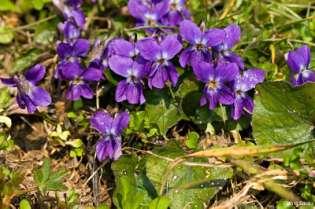 Rosaceae Viola sp.