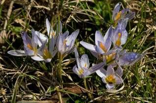 Famiglia Ranunculaceae Protezione