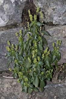 ) Famiglia Euphorbiaceae.