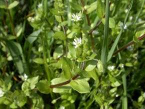 calenzuola (Euphorbia helioscopia L.