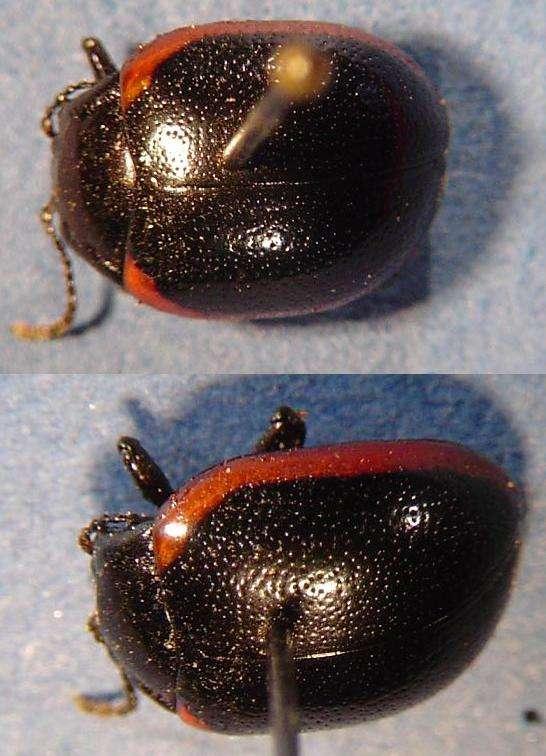 CHRYSOLINA