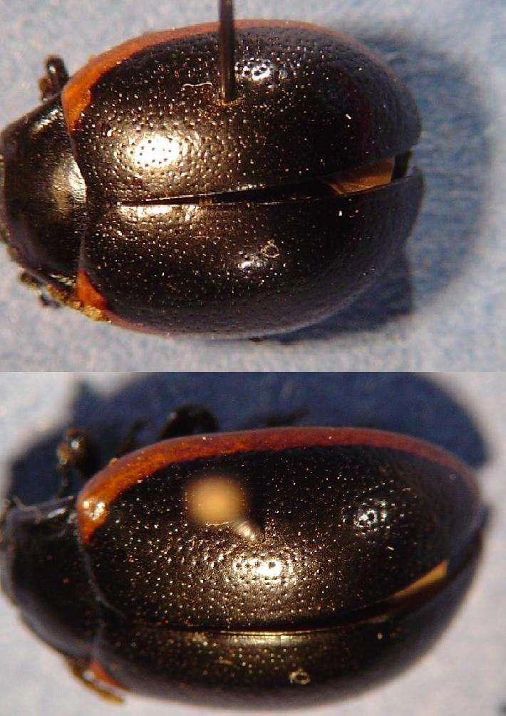 CHRYSOLINA BOURDONNEI