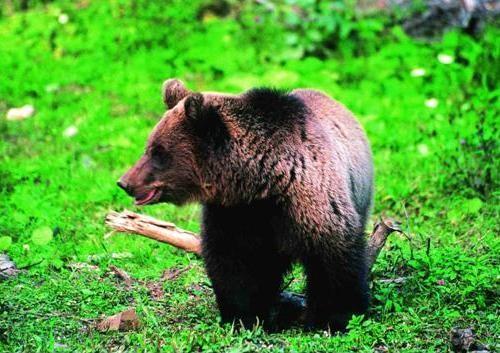 L orso bruno sulle Alpi Categories : Anno 2009, N.