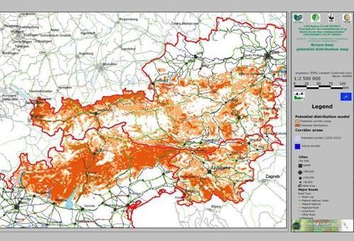 Distribuzione potenziale dell orso bruno sulle Alpi centro-orientali (elaborazione progetto LIFE COOP) Prospettive future La distribuzione attuale dell orso bruno sulle Alpi mostra quattro nuclei