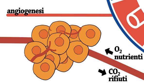 Via all angiogenesi: il tumore affamato si organizza per nutrirsi Per crescere oltre una certa dimensione, il tumore ha bisogno di un sistema per distribuire ossigeno e nutrien7 ed eliminare anidride