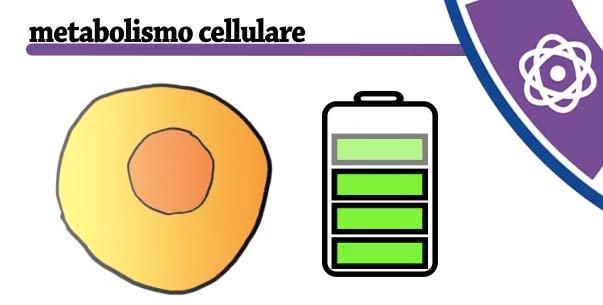 Metabolismo ed energia: la cellula tumorale consuma di più Il tumore cambia il metabolismo delle cellule, ossia l insieme dei processi che permedono di produrre e consumare