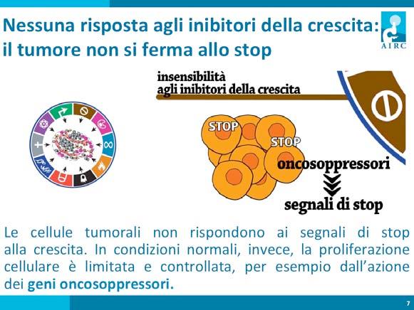 Le cellule tumorali inoltre non rispondono ai segnali di stop alla crescita, sono quindi insensibili agli inibitori della crescita.