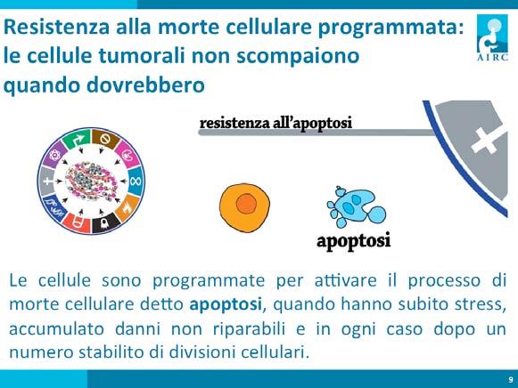 Un'altra proprietà che consente alle cellule di formare una massa tumorale è la resistenza all'apoptosi o morte cellulare programmata.