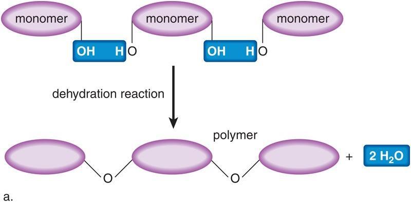 Costruire polimeri: condensazione I monomeri sono legati tra