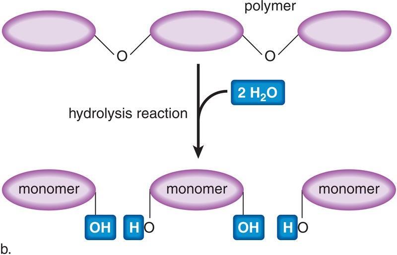 Demolire polimeri: idrolisi I polimeri sono