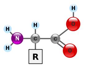 PROTEINE Centinaia o migliaia di amminoacidi condensazione