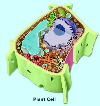 cellule Vacuolo
