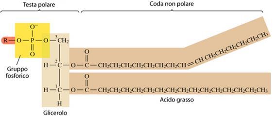 I fosfolipidi sono importanti componenti delle membrane cellulari 1 molecola di glicerolo +