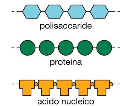 Monomeri e polimeri Momomeri (subunità, residui) Polimeri (macromolecole) I lipidi