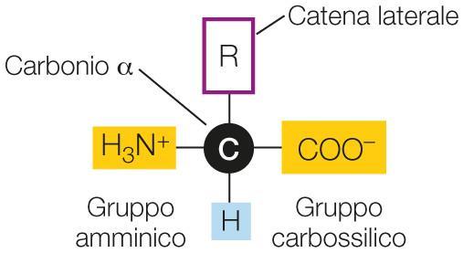 Gli amminoacidi gruppo amminico (NH 3+