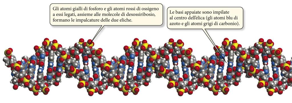 Gli acidi nucleici: cosa sono Gli acidi nucleici sono polimeri formati da nucleotidi.