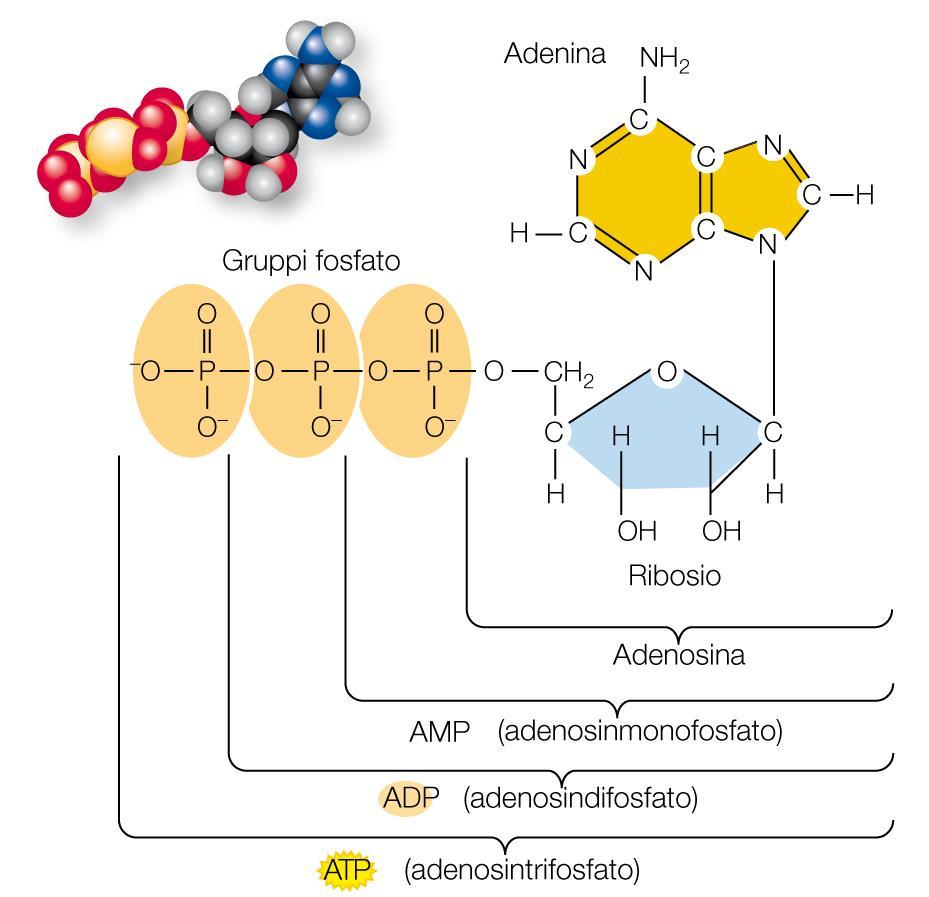 La molecola dell energia: l ATP Le cellule sintetizzano molecole di ATP utilizzando l energia