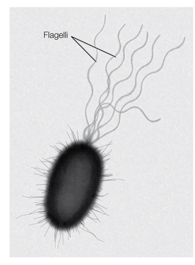 Caratteristiche di un procariote Parete cellulare e