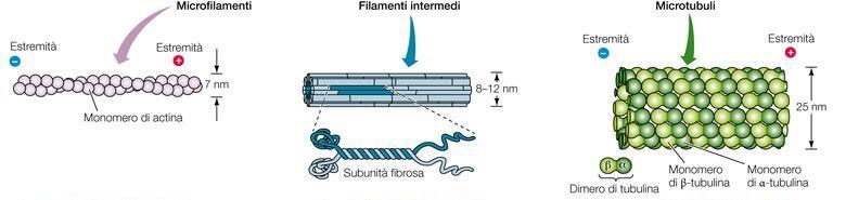 Il movimento delle cellule Il citoscheletro svolge varie funzioni: sostiene la cellula e ne mantiene la forma; è alla base