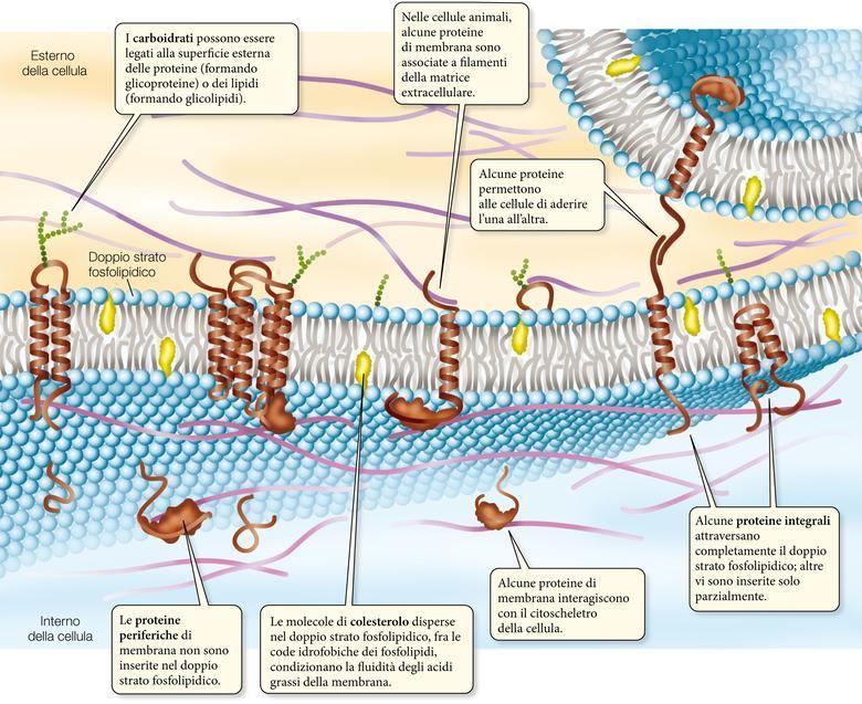 La struttura della membrana Le membrane