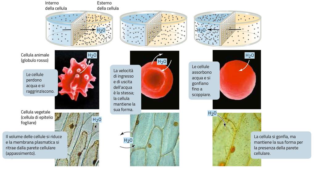 L osmosi L osmosi è la diffusione dell acqua attraverso una membrana