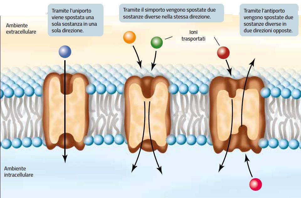 Il trasporto attivo Quando una sostanza si sposta contro il suo
