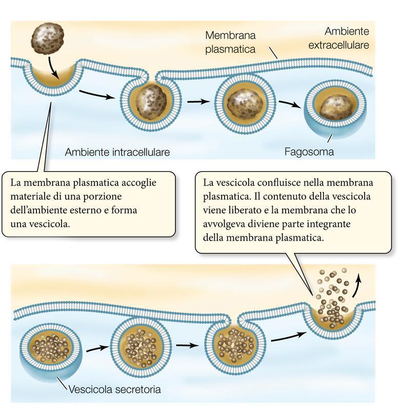 Endocitosi ed esocitosi Endocitosi Esocitosi Le molecole di grandi dimensioni (come proteine e polisaccaridi)