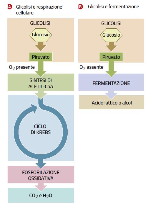 Il metabolismo del glucosio I processi metabolici più importanti per il rilascio dell