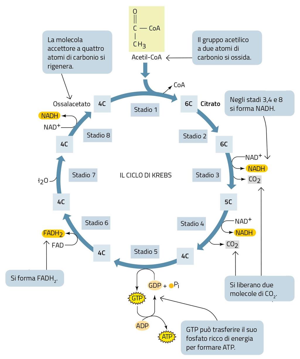 Il ciclo