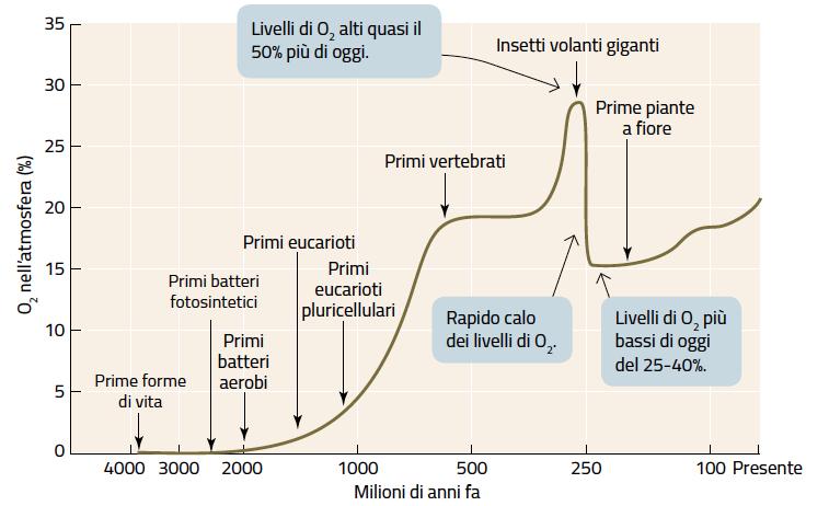 La comparsa dell ossigeno sulla Terra La variazione della quantità di ossigeno nell atmosfera ha influenzato l evoluzione