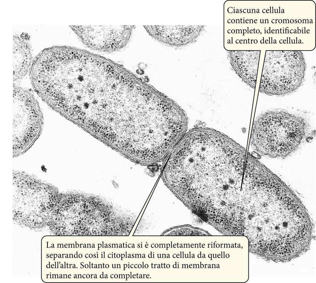 Negli organismi procarioti Nei batteri la divisione cellulare avviene per scissione binaria: la