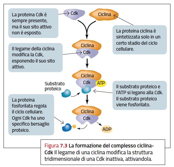 Il controllo del ciclo cellulare Il passaggio tra una fase e l altra del ciclo cellulare dipende dall attivazione di