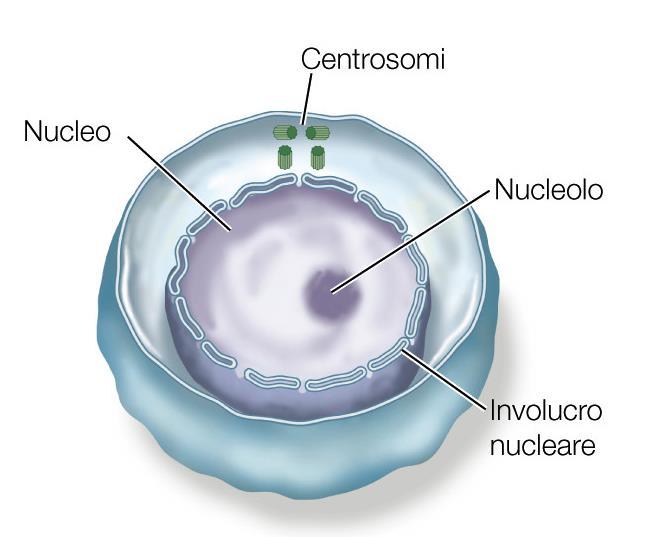 Le fasi del ciclo cellulare: l interfase Questo momento comprende tre sottofasi: la sottofase G 1, o preparazione