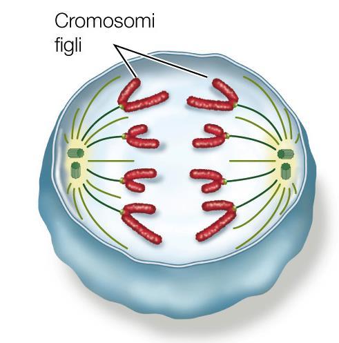 L anafase I cromatidi fratelli si separano in due cromosomi figli che si spostano verso i poli opposti