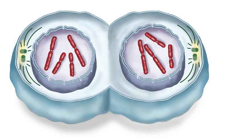 La telofase Si formano i nuovi nuclei cellulari.