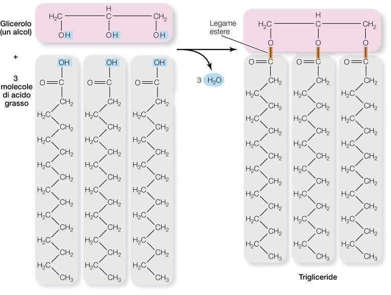 I trigliceridi: grassi e oli I trigliceridi sono composti da acidi grassi e glicerolo; se a temperatura ambiente sono