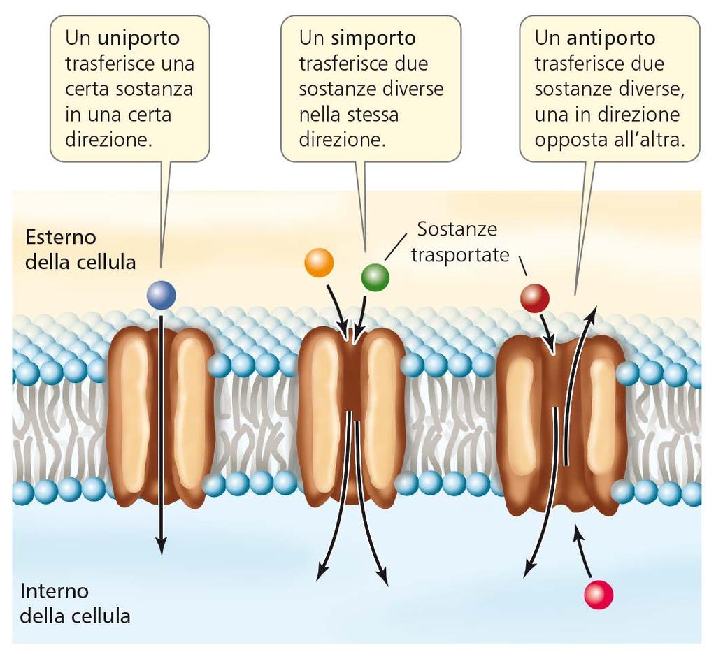 iii. Struttura e funzioni delle membrane Sadava Hillis