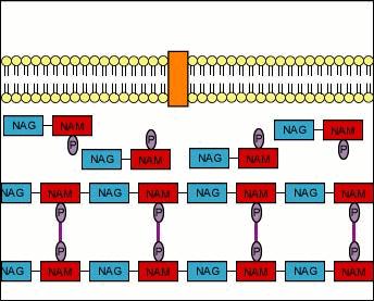 Processo di incorporazione delle nuove unità nel peptidoglicano Gli enzimi
