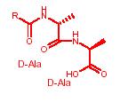I β-lattamici sono dotati di una struttura che richiama quella presentata dal dimero di D-Ala.