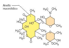 Antibiotici macrolidi Sono molecole strutturalmente caratterizzate da anelli macrolattonici legati a zuccheri.